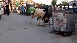 Bari Eid most satisfying video. #short