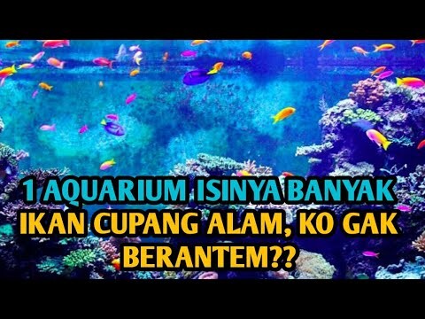 Aquarium Isi nya Banyak Ikan Cupang Alam, Ko Gak Berantem?