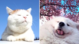 Cute Pets You Will Vibe With 🥰😂 (Funny)