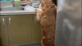 [Animals]A golden retriever was caught stealing food in the kitchen