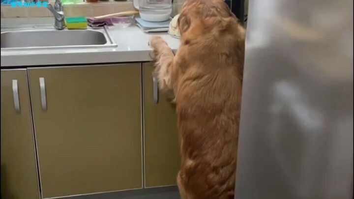 [Động vật]Chó săn lông vàng bị bắt khi đang trộm thức ăn trong bếp