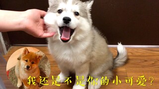 كيف يمكن لكلب هاسكي صغير أن يكون بهذه الروعة! موكو: ماذا فعلتَ من وراء ظهري؟ لماذا تفوح منك رائحة عط