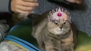 气场强大的小猫咪，搭配这套女王装扮，毫无违和感！