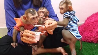 The three sibling monkeys enjoyed Pomegranate fruit