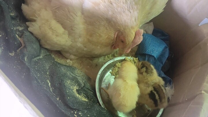 ที่ฉันเคยบอกว่าจะฟักลูกไก่ ตอนนี้ฟักออกมาแล้วสองตัว