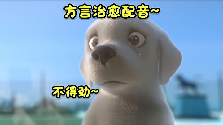“Chú chó dẫn đường ở Hà Nam lập công lớn”