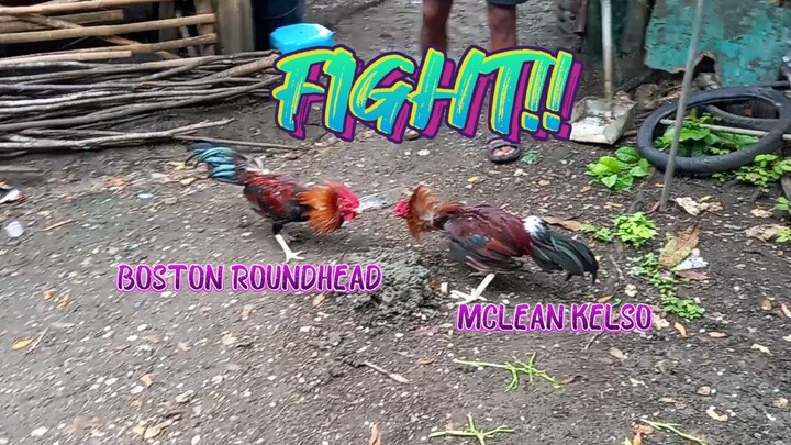 Mclean Kelso VS Boston Roundhead    Spar!         JRP GAMEYARD