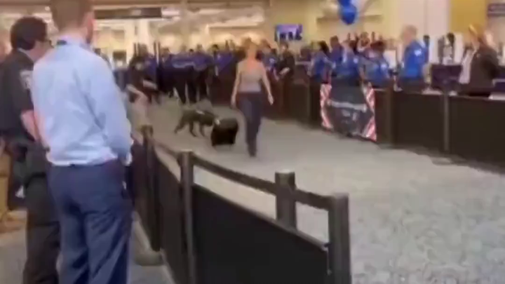 Working Dog Retirement Ceremony: Baby Says Goodbye to the Crate, Chases After a Happy Ball