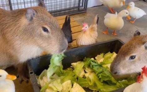 Capybara: Fuck yeah, eat eat eat eat!    Mallard Duck: ???