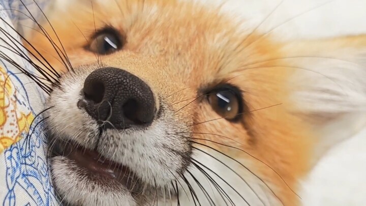 จุ๊บจิ้งจอกสองตัวทีละตัว กลับมีปฏิกิริยาที่แตกต่างกันสิ้นเชิง