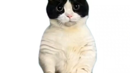 Dancing Dairy Cat
