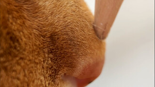 正脸基础，侧脸就不基础