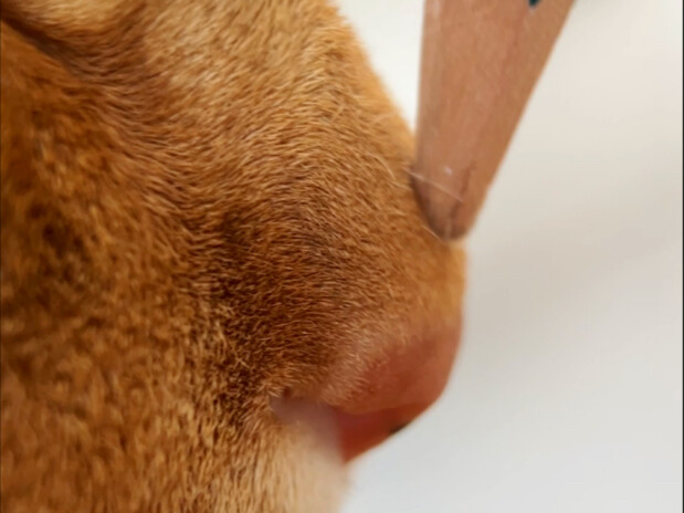 الوجه الأمامي أساسي، أما الوجه الجانبي فليس كذلك