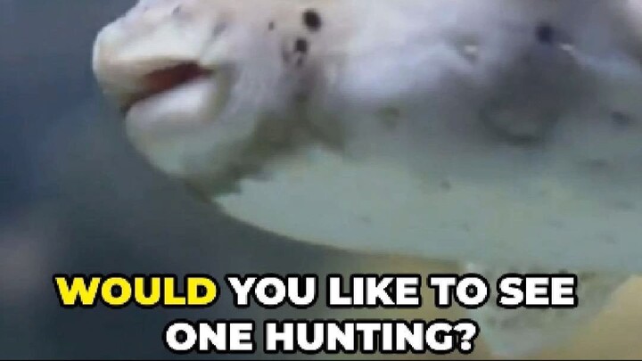 Porcupinefish: Quiet Hunters of the Night