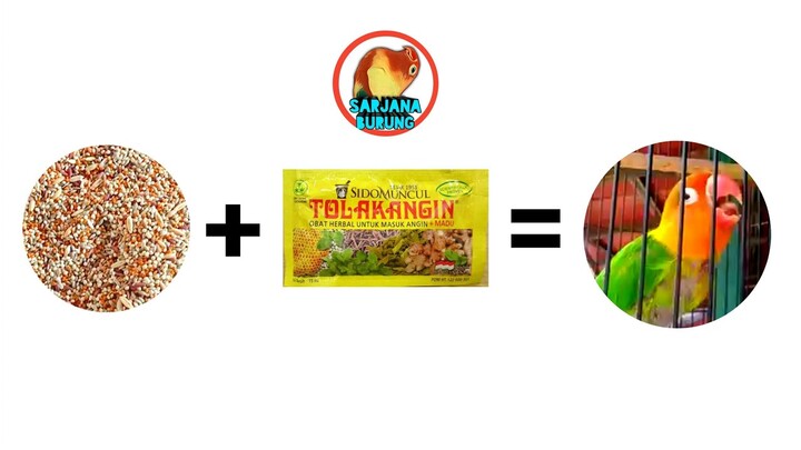 HARUS TAHU DULU, CARA MEMBUAT RACIKAN MAKANAN BURUNG LOVEBIRD  TOLAK ANGIN DAN CARA PENGGUNAANNYA