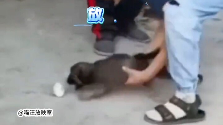 🐶: Rơi xuống đất thì coi như là của ổ rồi