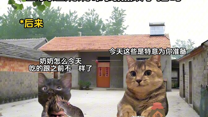 عندما طلبت من جدتي أن تساعدني في رعاية الهرة الصغيرة