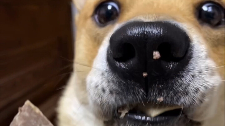 Even dogs can’t resist a late-night snack someone else buys them—so delicious!