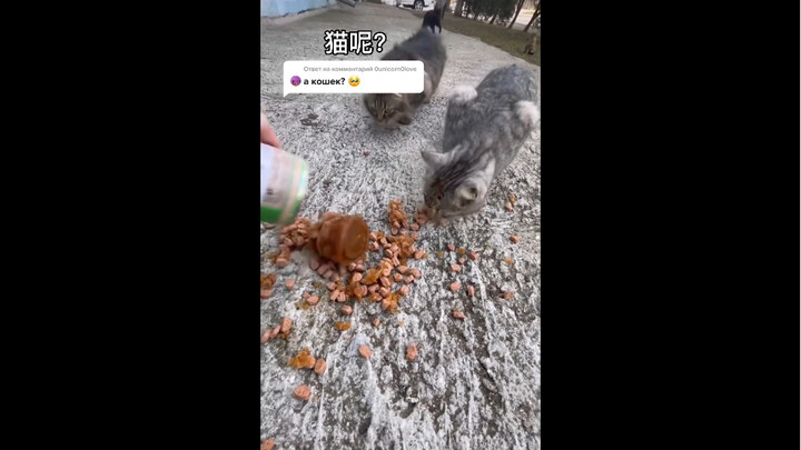 مساعدة القطط الروسية المشردة