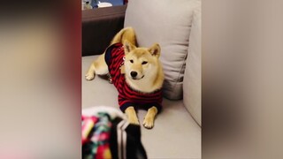 chó_cưng cúncon animals LearnOnTikTok BienHinhThatTich NuCuoiBatNgo