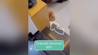 Có nên nuôi thêm em cho Boo7 không? fyp boo7 fun cute dog doglover thucung onhavanvui TikTokDieuKy