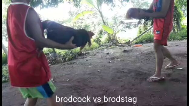 brodcock vs brodstag