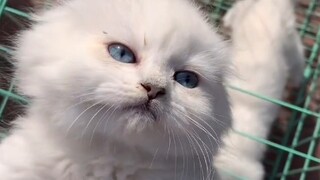 I went to Northeast China and visited the Northeast cat market—Northeasterners are really generous!
