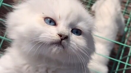 去了趟东北，逛东北猫市，东北人真豪横。