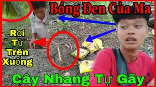 Bóng Đen Ma ám Xuất Hiện Trong Khu Vườn Dừa Ở Bến Tre "Ma Trẻ Em Đùa Giỡn Rủ Thằng Em Lại Chơi Cùng