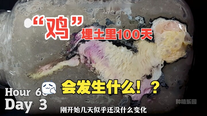 Gà bị chôn dưới đất 100 ngày thì sẽ xảy ra điều gì?~~~~