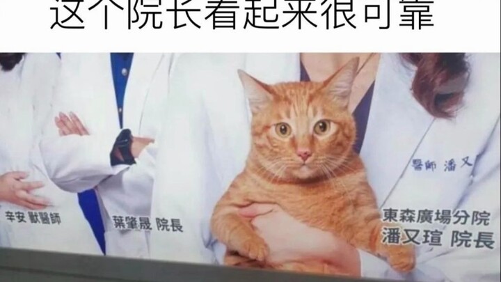 “The Cat Dean Who Seems Especially Reliable”
