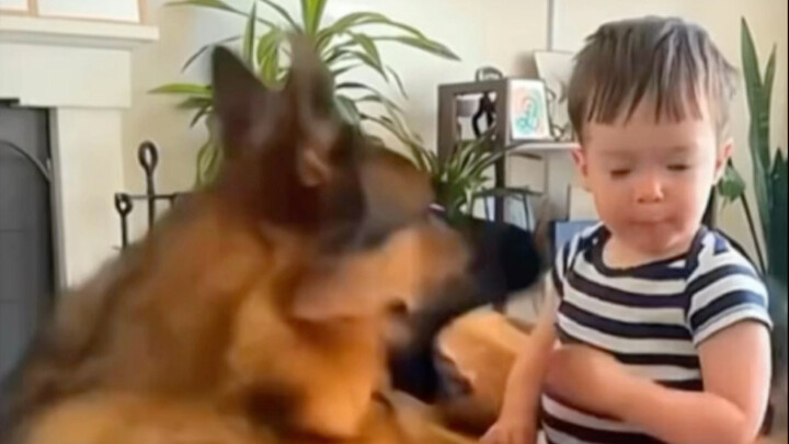 دليل على أنك محبوب من قبل جرو