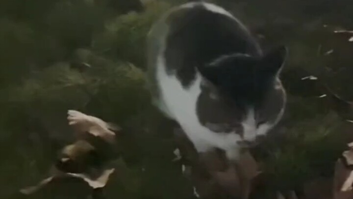 Mèo Chipi phiên bản đời thực