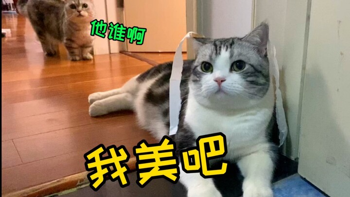 Truyền kỳ mới của Bạch Miêu Tử? Đội chiếc trang sức đầu này xong, đến mèo cũng không muốn tháo ra nữ