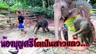 แรกเกิดน้องบุญศรีตอนนี้โตเป็นสาวแล้ว