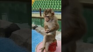 Si Paling jail 🐵🐵 #ngakakkocak #realitionship #realitionshipgoals #bennymoza