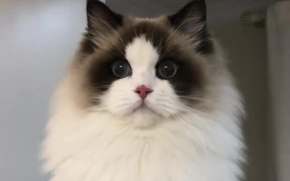 A Ragdoll born hairless might one day turn into a look you can’t even afford.