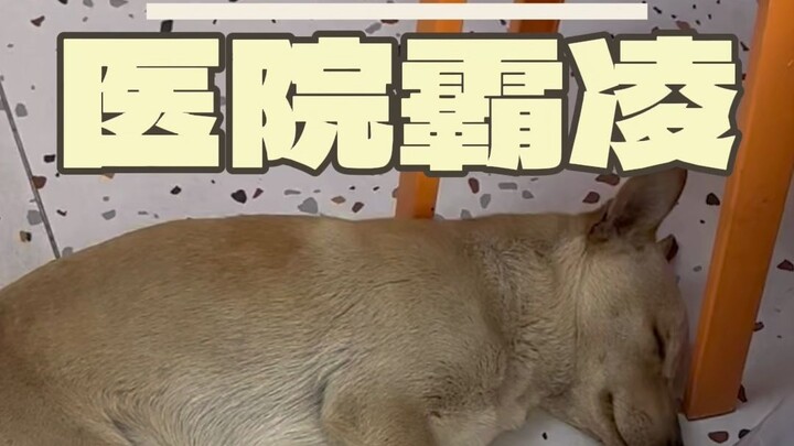 Anjing jalanan yang diam-diam datang berobat, malah berbalik jadi tuan rumah!
