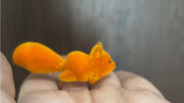 حلو لدرجة ما قدرتش أقاوم وأحوله لشكل زهرة مخملية في الواقع!