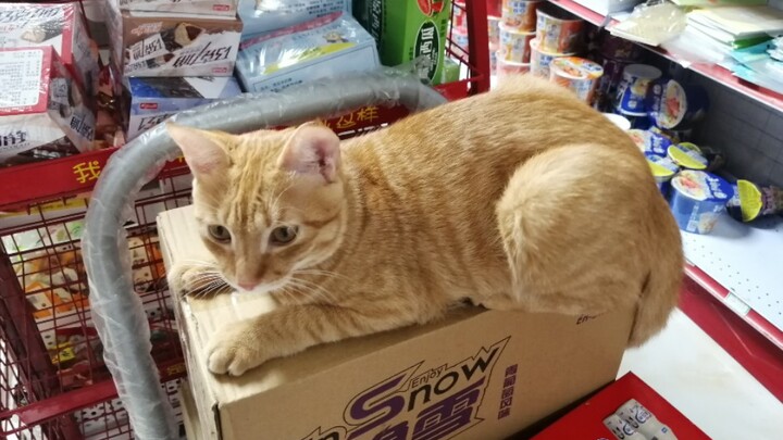 قطة المدرسة الصفراء في الكافتيريا، صوتها أحلى حتى من القطط الإناث!