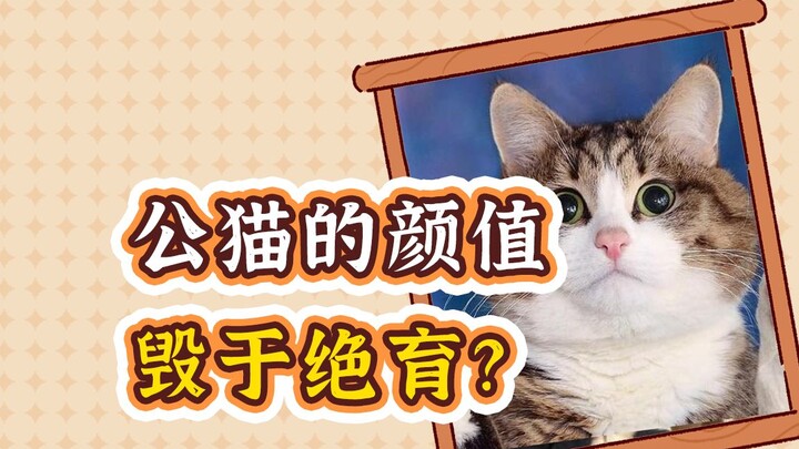 Mèo đực sau khi triệt sản thì nhan sắc tụt dốc thảm hại?? Đúng là có thật! Đây chính là hiện tượng “