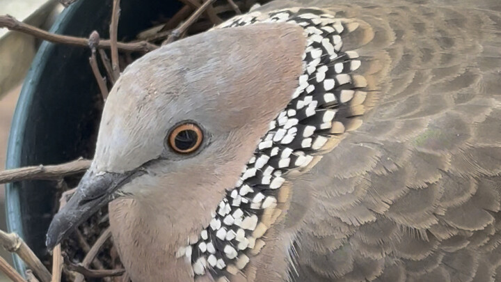 The rain is heavy, but the pigeon’s feathers are super waterproof.