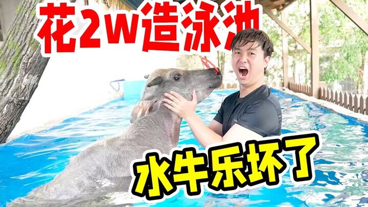Spent 20,000 to build a water buffalo pool! Who knew water buffalos were such poor swimmers?!