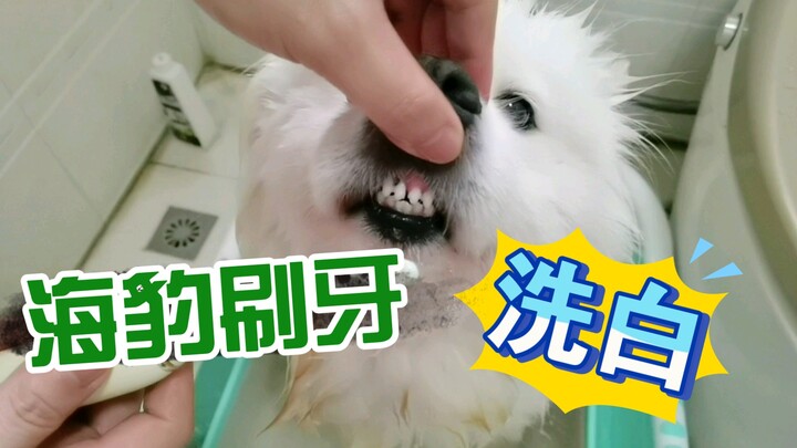 Bathing the little seal every time is so stress-relieving!