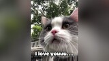 Funny moments with cats