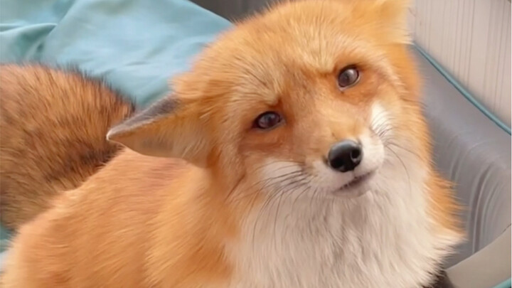 How many sounds can a cute little fox make Σ (・□・;)