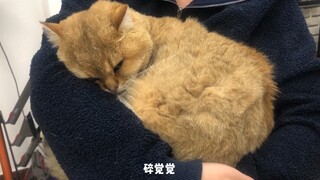 鸡腿子猫不想剪指甲！！委屈成一个金色胖球球！