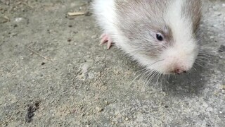 This panda mouse is my brother's absolute favorite—bet you won't have to wait long before I have one