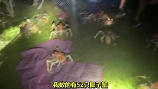 澳洲一家人烧烤，引来了50多只大螃蟹！