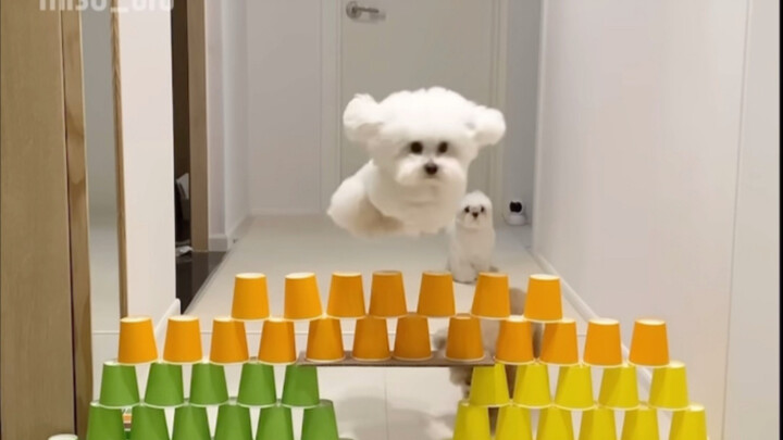 ثلاثة أطفال يتجاوزون العوائق كلٌّ بطريقته الخاصة. ظننتُ أنه الأذكى، لكن تبيّن أنه الأغبى في النهاية!